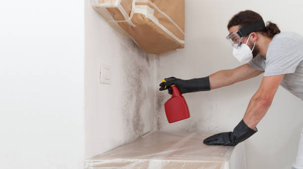Professional Basement Mold Remediation technician working in Middle River, MD