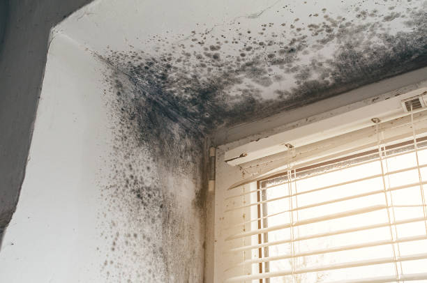 Affordable Basement Mold Remediation solutions in Middle River, MD